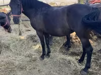 Hoppe, Hungarian horse breed — foto 3