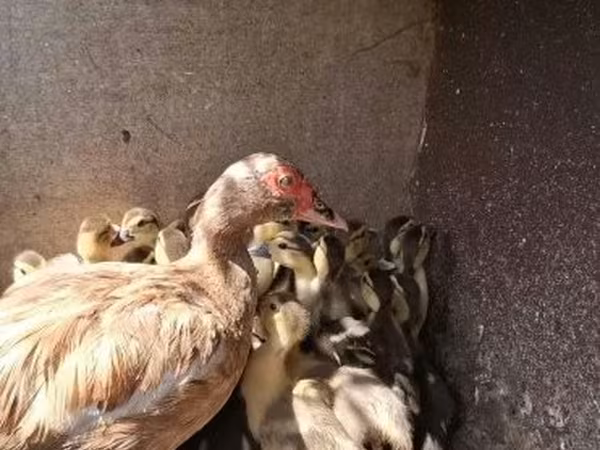 Ducks
