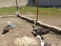 domácí kachna pižmová — foto 1