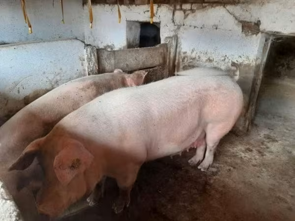 Lợn nái, Крупная белая