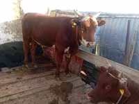 황소, Simmental cattle — 사진 2