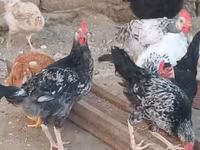 Chickens — foto 1