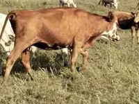 ძროხა, წითელი სტეპური ძროხა — ფოტო 2