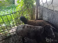绵羊（批次，未指定性别）, Blackheaded Persian sheep — 照片 2