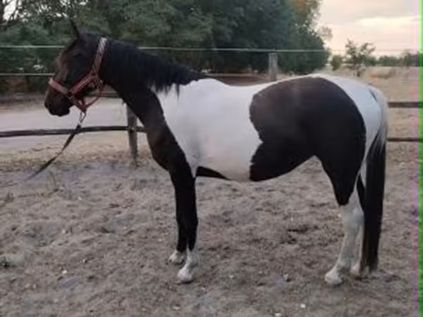 Jument, Appaloosa