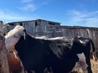 Toro, Russian Black pied cattle — foto 3