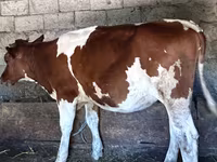 ላም, Cattle — ፎቶ 2