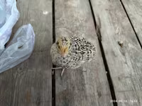 Quails — foto 2