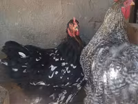 Brahma — foto 5