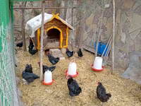 Chickens — புகைப்படம் 5