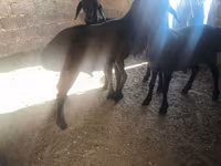 قوچ, گوسفند — عکس 1