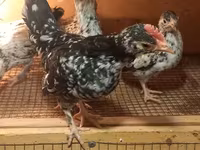 Bantam giapponese — foto 4