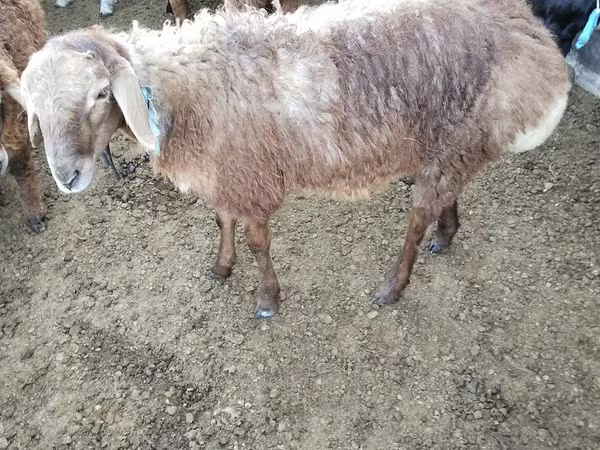 绵羊（批次，未指定性别）, Sheep — 哈萨克斯坦