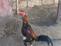 Chickens — عکس 1
