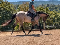 اسب نر, Quarter Horse — عکس 7