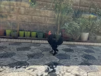 Chickens — عکس 3
