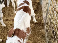 सांड, Russian Black pied cattle — फ़ोटो 3