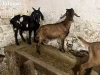 Kozioł, Nubian Goat — zdjęcie 5