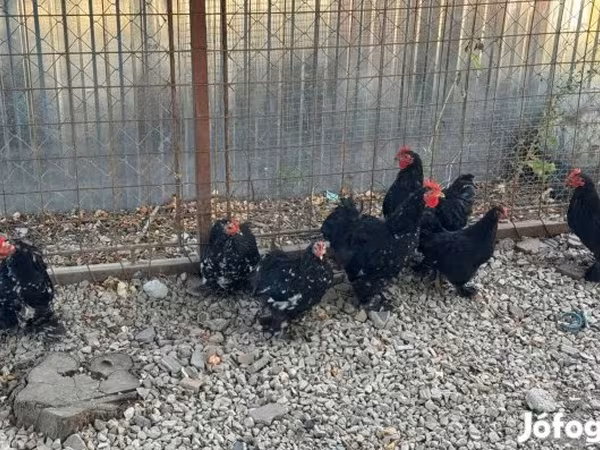 Pekin Bantam
