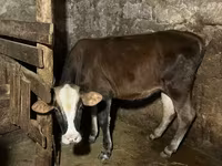 İnek, Holstein ırkı — foto 5