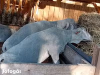 مینڈھا, Merino sheep — تصویر 1