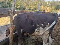 Býk, Holštýnské plemeno — foto 3