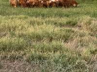 Хуц, Romanov sheep — 1 зураг