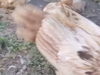 Chickens — foto 2
