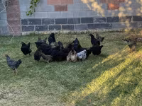 Chickens — picha 5