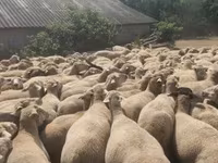 Får, Merino sheep — foto 2