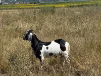 Kozel, Kozy — foto 3
