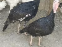 Turkeys — zdjęcie 3
