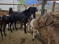 Billy Goat, Kamori goats — photo 3