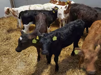 የከብት እንስሳት (ቡድን፣ ጾታ አልተጠቀሰም), Cattle — ፎቶ 2