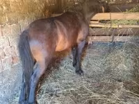Cavallo, Cavalli — foto 8