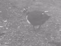 Ducks — 2. fotó