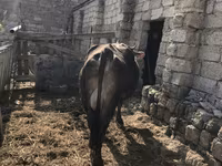 Mucca, Bovini — foto 6