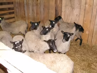 Sheep, Romanov sheep — photo 1