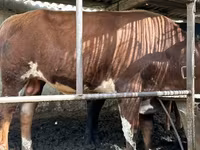 Гововмол (партия, ҷинс муайян нашудааст), Simmental cattle — акс 4