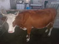 Krowa, Simmental cattle — zdjęcie 1