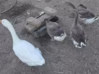 Geese — акс 2