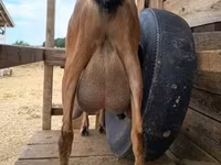 Kambing betina, Alpine goat — foto 7