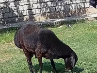 قوچ, Rhon sheep — عکس 6