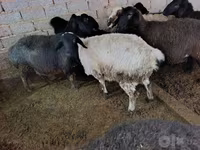 میش, گوسفند — عکس 3