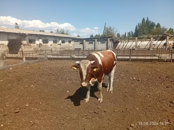 Bulle, Simmental cattle