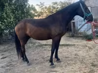 Stute, Nonius horse — Foto 1