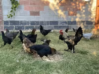 Chickens — picha 7
