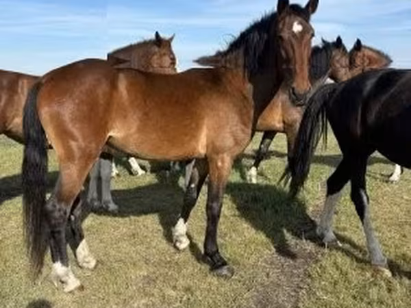 Klisna, Dutch warmblood horse