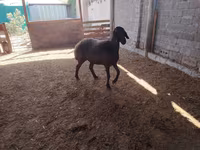 Pecore (lotto, sesso non specificato), Blackheaded Persian sheep — foto 6