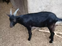 Kozel, Alpine goat — foto 2